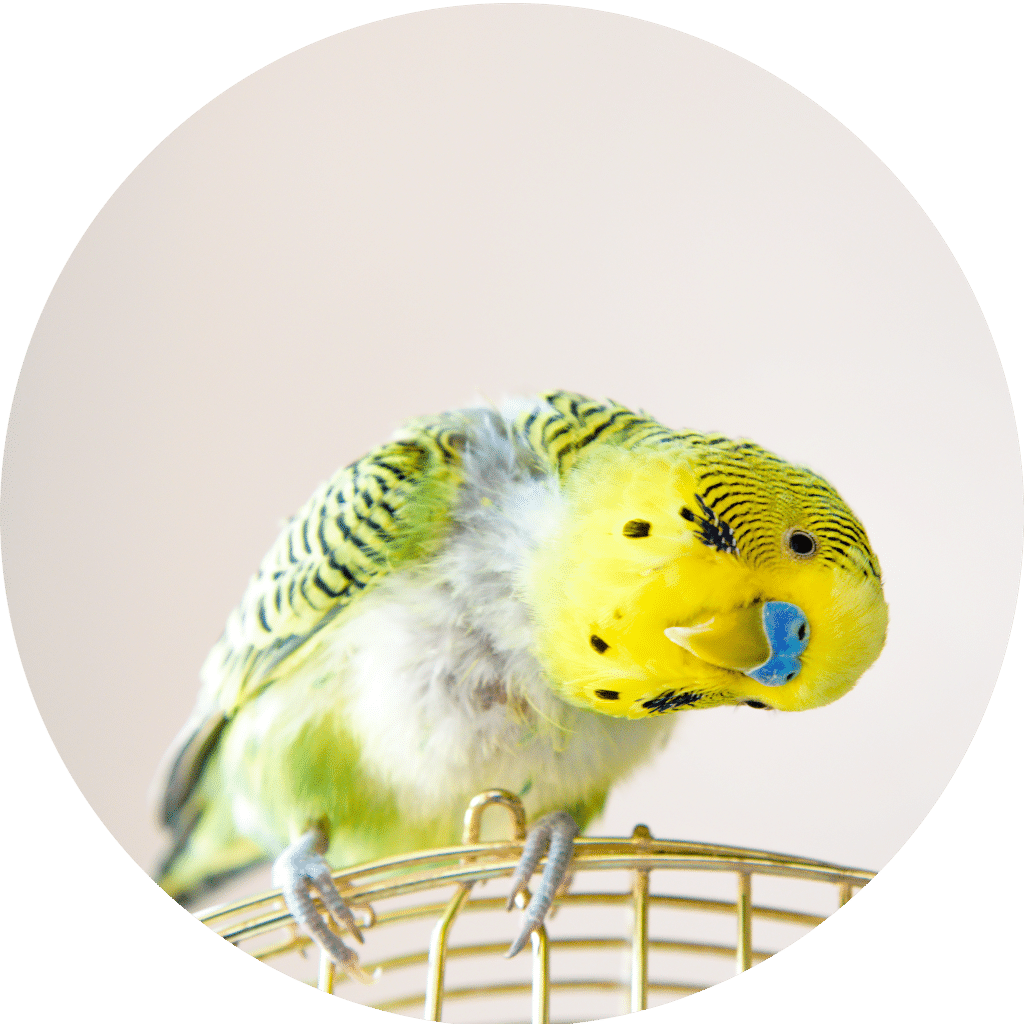 Budgies for sale in Fremantle, Perth