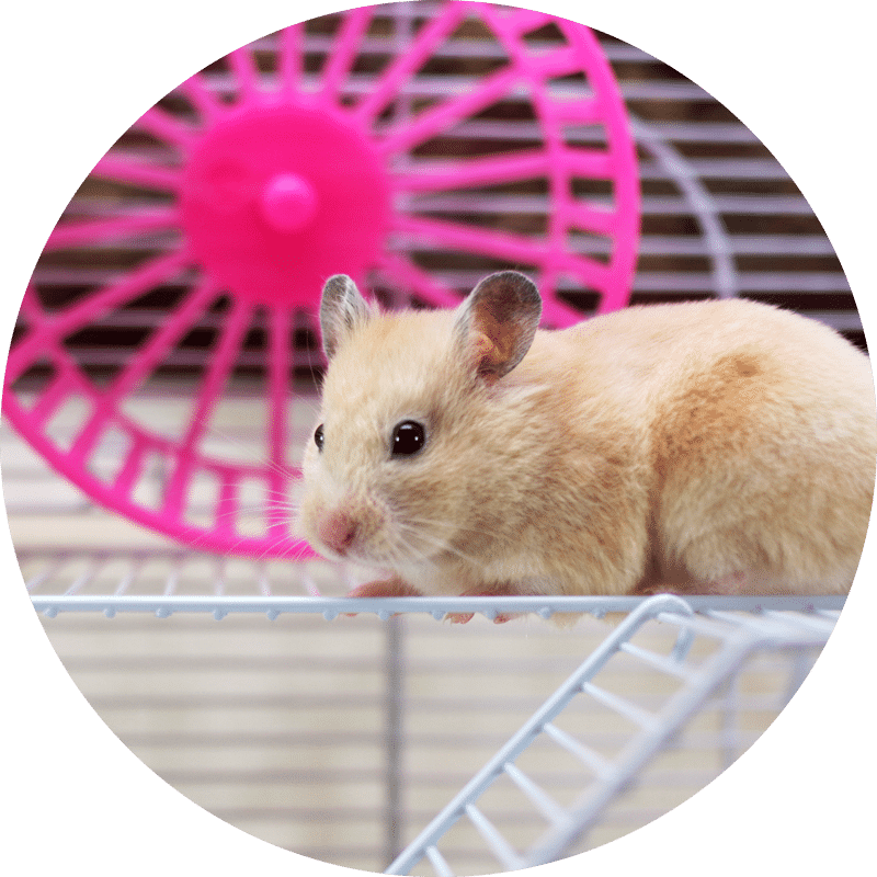Adorable rats and mice for sale in Perth