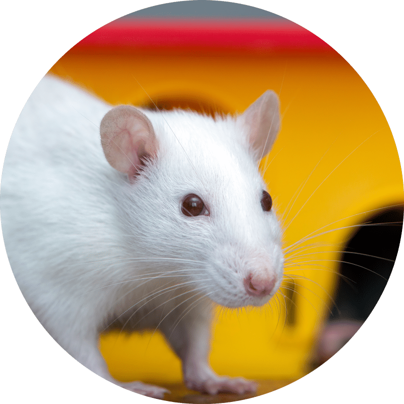 Pet rat & mice for sale in Fremantle, Perth
