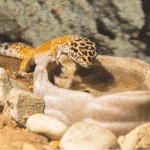 REPTILE FEEDERS AND WATERERS