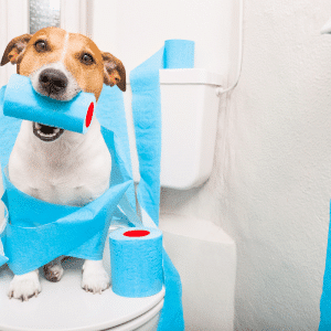 DOG TOILET & CLEANUP