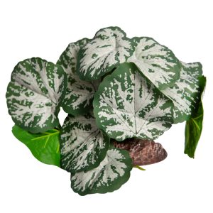 REPTILE ONE PLANT MEDIUM BRUNNERA GREEN SILVER WITH CERAMIC BASE