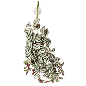 REPTILE ONE HANGING PLANT 70CM TRADESCANTIA GREEN SILVER W SUCTION CUP