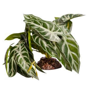 REPTILE ONE PLANT MEDIUM ALOCASIA GREEN WITH CERAMIC BASE