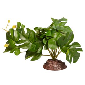 REPTILE ONE PLANT MEDIUM RHAPHIDOPHORA GREEN WITH CERAMIC BASE