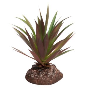 REPTILE ONE PLANT MINI CRASSULA GREEN RED WITH CERAMIC BASE