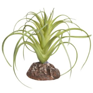 REPTILE ONE PLANT MINI EXSERTA GREEN WITH CERAMIC BASE