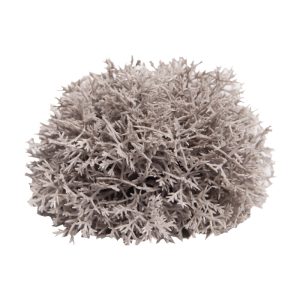 REPTILE ONE PLANT MINI SPHAGNALES GREY WITH CERAMIC BASE