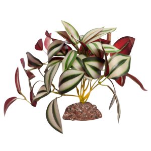 REPTILE ONE PLANT MEDIUM TRADESCANTIA GREEN SILVER WITH CERAMIC BASE
