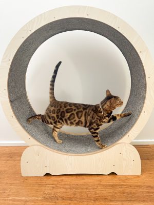 CAT WORKOUT WHEEL WITH CARPET